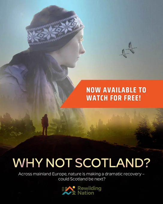 Promotional poster for a documentary titled "Why Not Scotland?" featuring a woman in winter clothing and a patterned headband looking to the right, with two flying birds in the background. Below her is a silhouette of a hiker standing on a hilltop in a misty forest landscape. An orange banner reads "Now available to watch for free!" The tagline below the title says, "Across mainland Europe, nature is making a dramatic recovery – could Scotland be next?" The logo for Rewilding Nation is displayed at the bottom.