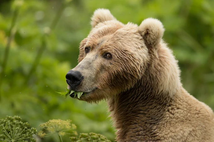 A portrait of a brown bear surrounded by green plants with green leaves sticking out of its closed mouth.