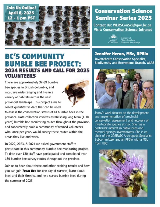 Join Us Online! April 8, 2025 12 - 1 pm PST. There are approximately 37-39 bumble bee species in British Columbia, and most are wide-ranging and live in a variety of habitats across the vast provincial landscape. This project aims to collect quantitative data that can be used to assess the conservation status of all bumble bees in the province. Data collection involves establishing long term (> 10 years) bumble bee monitoring routes throughout the province, and concurrently build a community of trained volunteers who, once per year, would survey these routes within the areas they live and work. In 2022, 2023, & 2024 we asked government staff to participate in this community bumble bee monitoring project. Join us to hear about these and other exciting results and how you can join Team Bee for one day of surveys, learn about bees and their threats, and help survey bumble bees during the summer of 2025. 