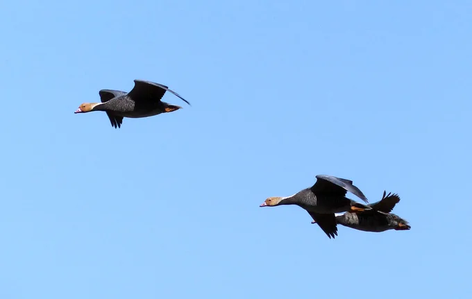 Three emperor geese in flight under a blue sky.