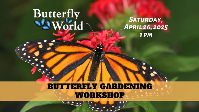 The Workshop will last approximately 30 minutes. It will be followed by a visit to our Garden Center, where staff will help you select the best plants for your butterfly garden. 

Attend the Workshop to:
- Learn how to attract and identify local butterflies. 
- Understand the difference between a butterfly habitat and a flower garden. 
- Discover which plants are best suited for starting a butterfly garden.
- Explore nectar and larval host plants available for butterflies in South Florida.  
 
Date and Time: Saturday, April 26, 2025, at 1 pm 
Location: 3600 W. Sample Road, Coconut Creek, FL 33073 Tradewinds Park - South

Additional Information: 
•  The Workshop is FREE with Paid Admission
•  No reservations are required, and you purchase admission when you arrive.
• The Workshop is held rain or shine. If inclement weather occurs, it may be held indoors.
• The Garden Center and Gift Store are open to the Public.

We hope to see you on Saturday, April 26, 2025