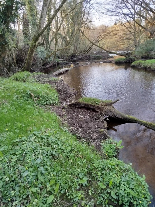 Riparian habitat along River Liffey in 2025 after control of skunk cabbage