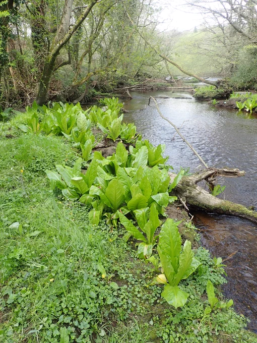 Skunk cabbage along River Liffey in 2021 before mechanical controls applied