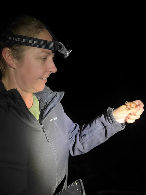 Alex holding a Littlejohn's tree frog male that had recently colonised the newly constructed ponds in the Watagan Mountains. 