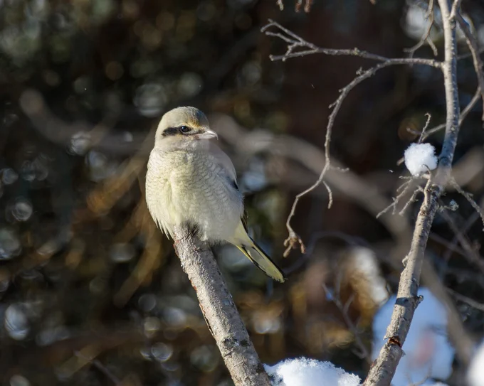 Light gray bird perched on top of a tree branch. The bird's coloring has a black stripe over its eye and has its head turned to its left. There is dark green forest in the background that is out of focus.