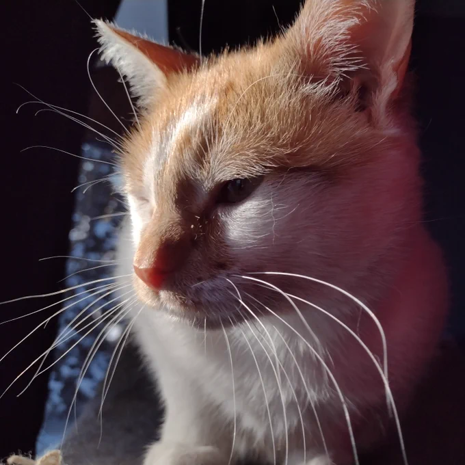 Cheddar sits, with the sun shining in on his face, and he has an annoyed expression as he looks leftward. 