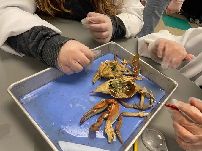The insides of a crab