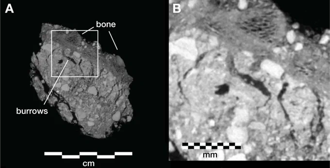 Microtomographic images of burial-associated sediments from the Hill Antechamber. The images show invertebrate burrows in association with bone. 