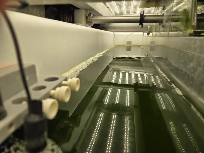 Algae in a lab