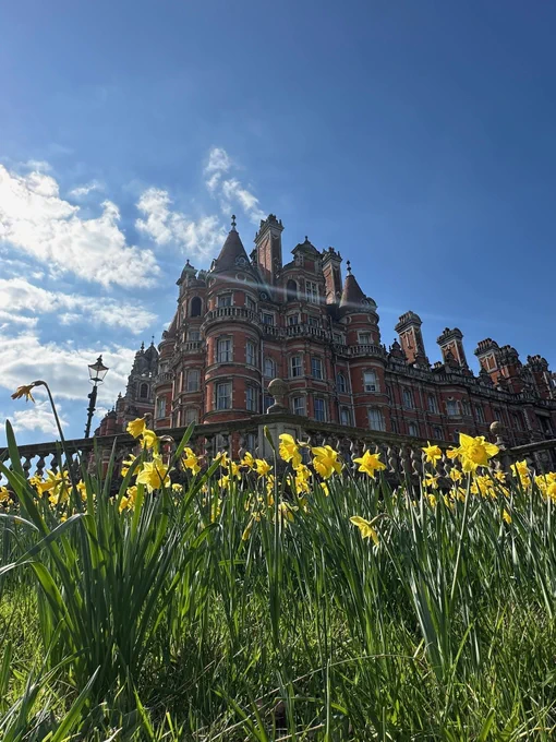 Daffodils in front of Founders building with a blue sky above 