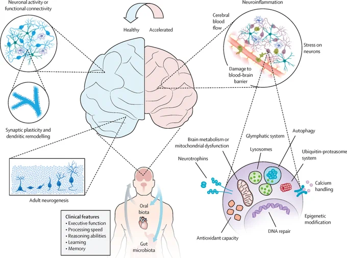Figure depicting the clinical, tissue, and molecular differences between healthy ageing and accelerated ageing. Copyright: 2025 Elsevier Ltd. All rights are reserved.