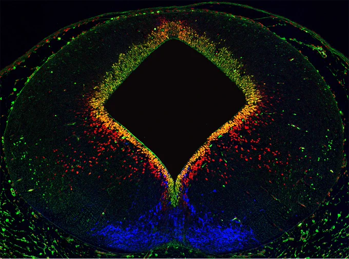 A cross-section of embryonic day 13 mouse midbrain with immunohistochemical staining for nuclear factor I/B (Nfib; red), Sox2 (green) and tyrosine hydroxylase (blue).