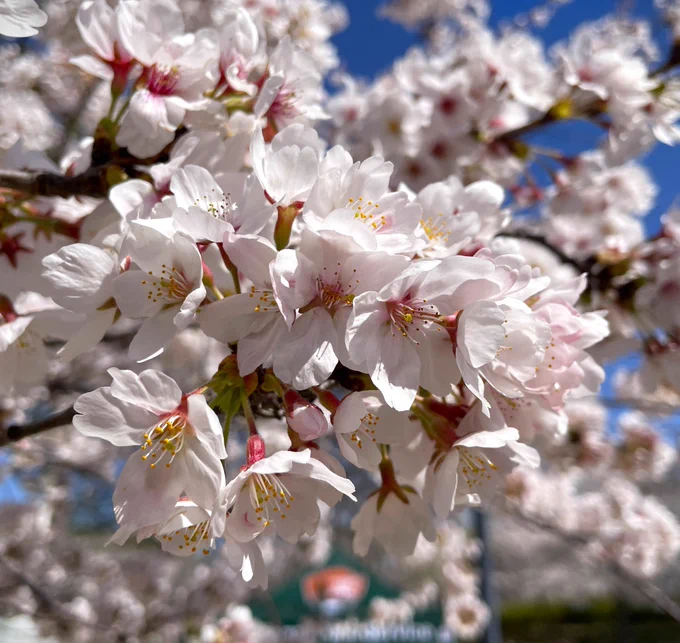 Close up of a cluster of white blossoms with pink centers growing on thin tree branches.