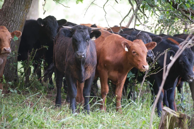Herd of cattle