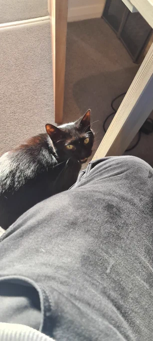 Picture taken of a black cat with large green eyes looking up at my leg and mewing.