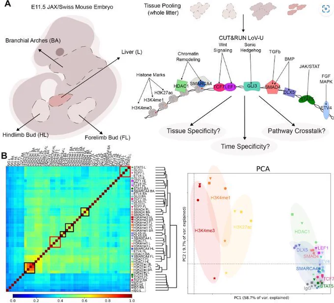 Figure 1 TFBomics of the E11.5 mouse embryo. (A) Schematic overview of the experimental design, detailing the tissues dissected from E11.5 JAX/Swiss mice and the targets profiled in each tissue using C&R LoV-U. (B) Left: Clustering of data according to Spearman's correlation. Black boxes highlight higher correlation or clustering according to the profiled factor, whereas red boxes highlight this between factors within the same tissue. IgG negative controls are highlighted in a gray box. Right: Overall data patterns shown by PCA. PC1 (58.7% of variance) separated some samples by the target factor (ellipses shaded by factor color code), while PC2 (9.7% of variance) typically separates the liver (marked with stars) from other tissues.