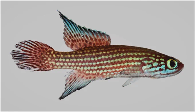 Volcan MV, Garcez DK, Robe LJ, Feltrin CRM, Costa WJEM, Lanés LEK. A new and threatened species of internally inseminating seasonal killifish of 𝐶𝑎𝑚𝑝𝑒𝑙𝑙𝑜𝑙𝑒𝑏𝑖𝑎𝑠 (Cyprinodontiformes: Rivulidae) endemic to a continental island in the Atlantic Forest, Southern Brazil. In Press, Journal Pre-proof 2025. Zoologischer Anzeiger. DOI: https://doi.org/10.1016/j.jcz.2025.03.004