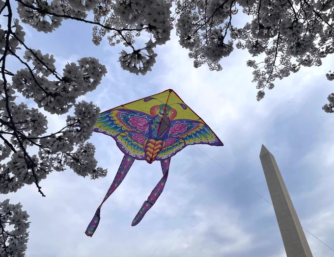 A kite with a colorful insect printed on it flies above a cherry blossom tree with the Washington Monument in the background.
