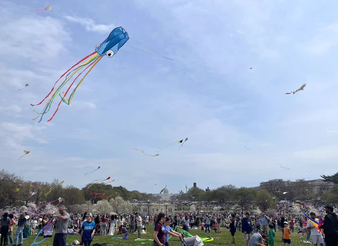 Large crowds of people on the grassy lawns with dozens of colorful kites flying in the air above and the white capitol dome in the distance.