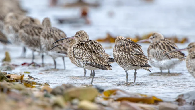 Curlew on the shore in Orkney - image by Raymond Besant.