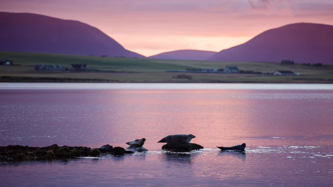 Seals in the Stenness Loch, Orkney, under a pink and purple sunset. 