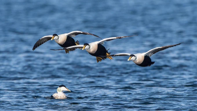 Three eider duck flying in formation above the sea in Orkney - image by Raymond Besant.