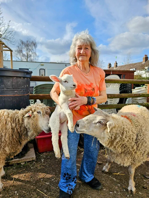 FARS founder Carole Webb holds a young lamb while other sheep gently sniff their new friend
