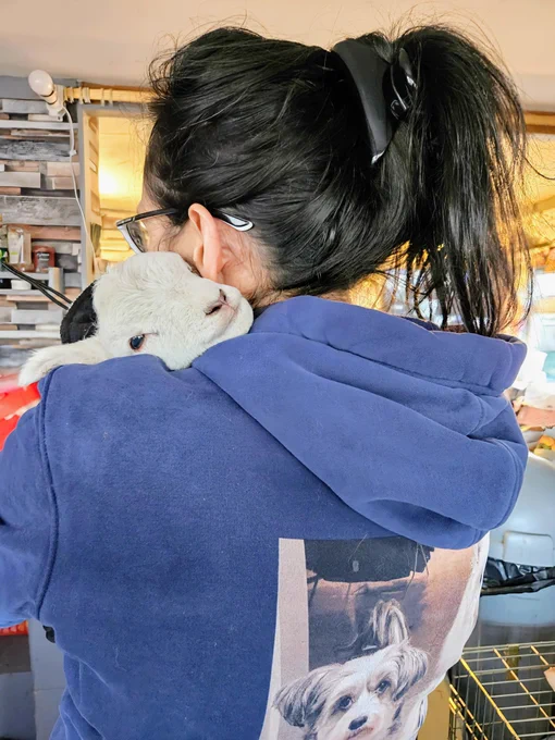 A sanctuary volunteer cradles a tiny lamb in her arms 