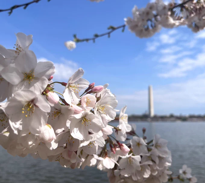 Cherry trees covered in white blossoms grow along the curving path next to the calm waters of the Tidal Basin with the Washington Monument in the background.
