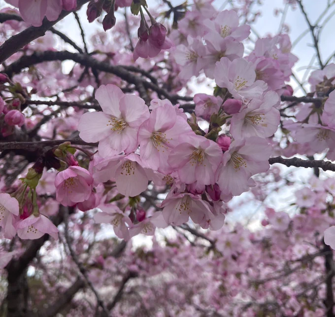 Close up of clusters of pink blossoms on thin tree branches in a park.