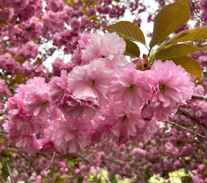 Close up of clusters of large puffy pink blossoms on thin tree branches.