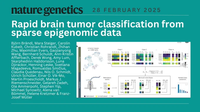 Rapid brain tumor classification from sparse epigenomic data

Björn Brändl, Mara Steiger, Carolin Kubelt, Christian Rohrandt, Zhihan Zhu, Maximilian Evers, Gaojianyong Wang, Bernhard Schuldt, Ann-Kristin Afflerbach, Derek Wong, Amy Lum, Skarphedinn Halldorsson, Luna Djirackor, Henning Leske, Svetlana Magadeeva, Romualdas Smičius, Claudia Quedenau, Nils O. Schmidt, Ulrich Schüller, Einar O. Vik-Mo, Martin Proescholdt, Markus J. Riemenschneider, Gelareh Zadeh, Ole Ammerpohl, Stephen Yip, Michael Synowitz, Alena van Bömmel, Helene Kretzmer & Franz-Josef Müller