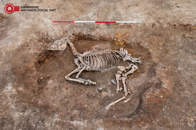 A photograph showing the articulated remains of a horse in the ground. The skeleton is a pale, bleached bone colour with the animal’s head to the left of the image, its front legs crouched underneath it with the back legs extended. The ground around it is a mottled colour of browns and creams. 