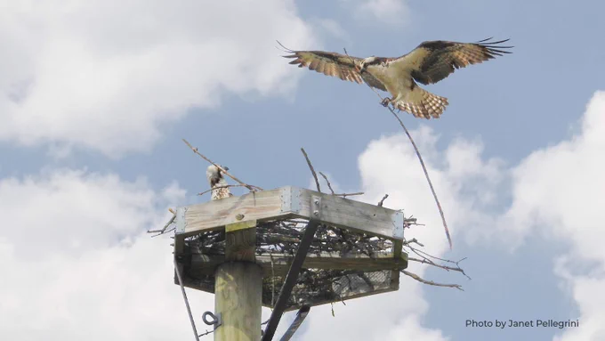 Osprey nest photo by Janet Pellegrini