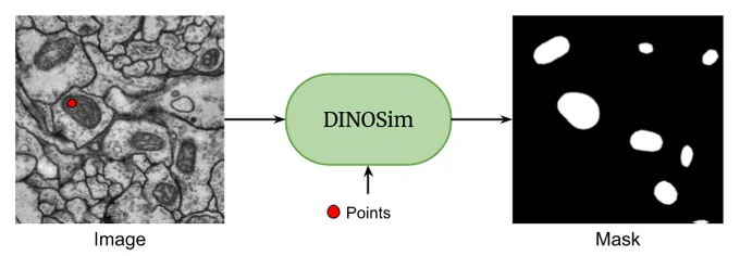 DINOSim workflow simplified