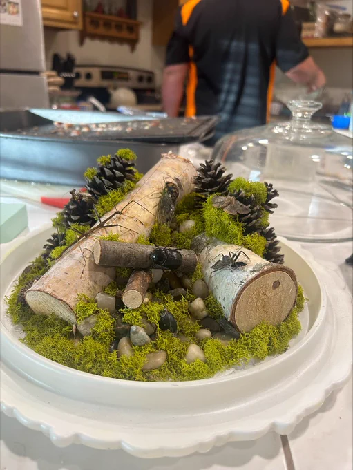 Insect-dome sitting on a countertop