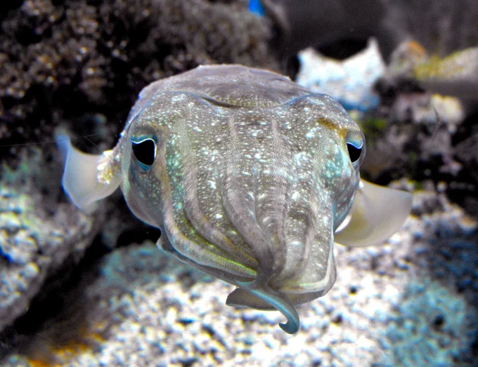 A Pharaoh cuttlefish (Acanthosepion pharaonis) swimming in an tank at the Birch Aquarium  and facing the camera. Its fins are flapping and its arms are held together. Its body is level. Its pupils are dilated, so they are quite large with a slight concave curve at the top, giving it a dopey or sleepy look. The cuttlefish is greyish beige with white spots.
