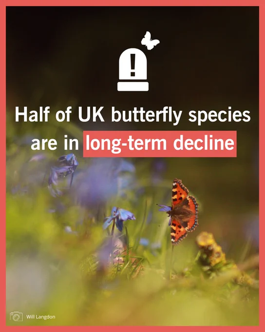 A Small Tortoiseshell butterfly is resting on a blue flower amongst long grass. Red border around image and butterfly alarm icon above text which reads 'Half of UK butterfly species are in long-term decline'. Photo credit Will Langdon