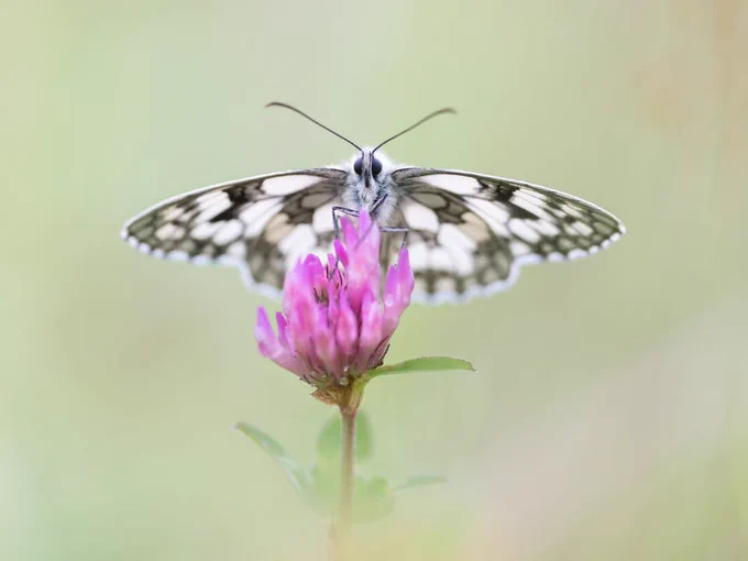 Marbled White butterfly perched on a red clover, facing directly at the camera