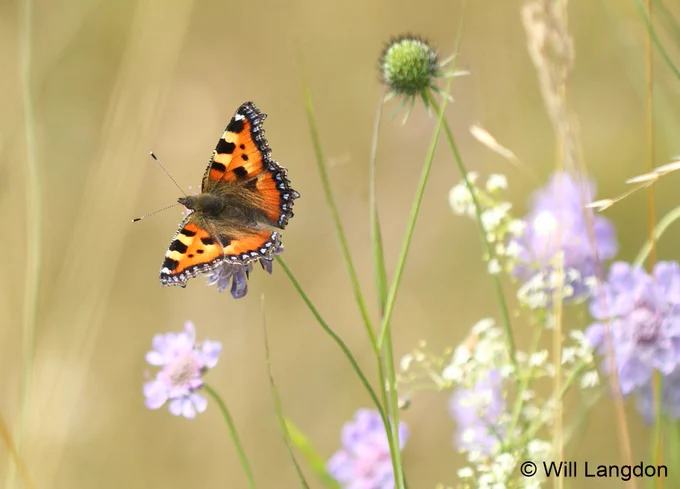 A colour image of a Small Tortoiseshell butterfly on purple flowers copyright Will Langdon