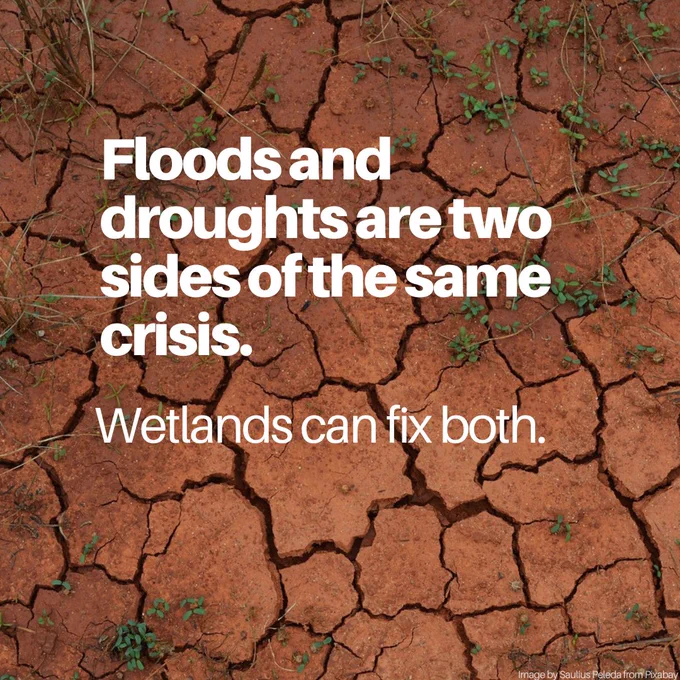 A cracked, dry earth surface with sparse green plants growing in between the cracks. The text overlay reads, "Floods and droughts are two sides of the same crisis. Wetlands can fix both." The image highlights the role of wetlands in mitigating extreme climate conditions. Image credit: Saulius Paleida from Pixabay.