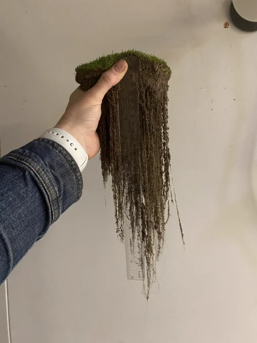 Grass plants held up with a ruler showing roots longer than 12 inches