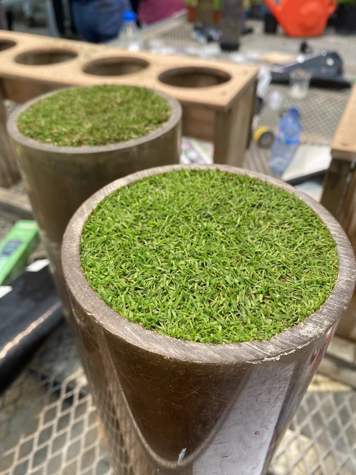 A miniature putting green grown in a PVC tube
