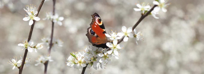 Peacock butterfly on Blackthorn in the Shire Brook Valley