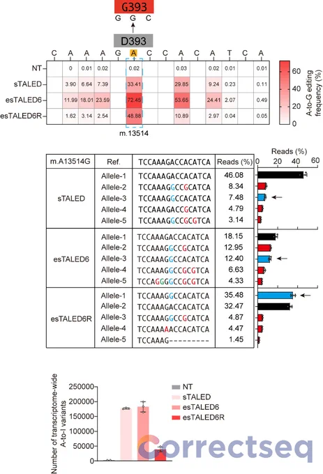 Figure 2: Editing efficiency (top), product purity (middle), and transcriptome-wide off-target counts (bottom) mediated by sTALED, eTALED6, and eTALED6R at the m.13514 site in the mitochondrial genome