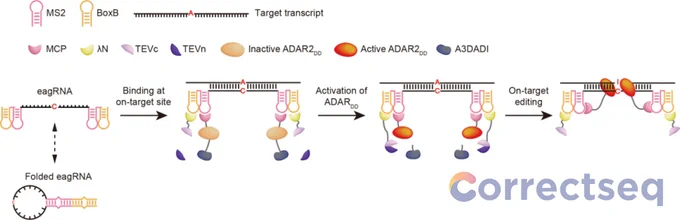 Figure 1: Schematic of the RtABE working mechanism