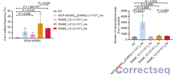 Figure 2: Comparison of editing efficacy between RtABE_V2 and MCP-ADAR2DD systems. (Left) Editing efficiencies induced by RtABE_V2 and MCP-ADAR2DD in mouse liver. (Right) Transcriptome-wide off-target counts induced by RtABE_V2 and MCP-ADAR2DD in mouse liver.