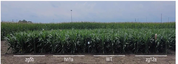 A field of crops showing a side view of 4 of the 24 four-row plots of the four sorghum genotypes tested at boot stage in the field in Urbana, Illinois summer 2023.