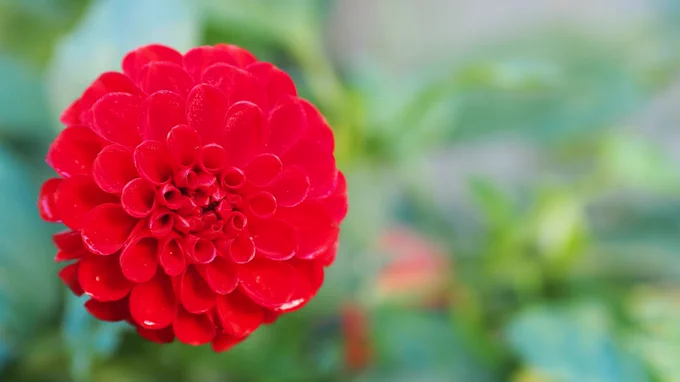 A scarlet red pompom dahlia against a blurred/bokeh background of soft greens from foliage.