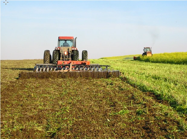 A mustard green manure crop being chopped and disked in the fall before spring potato planting.
